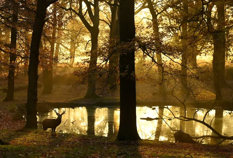 鹿群在里奇蒙公園享受秋日早晨暖陽。路透社