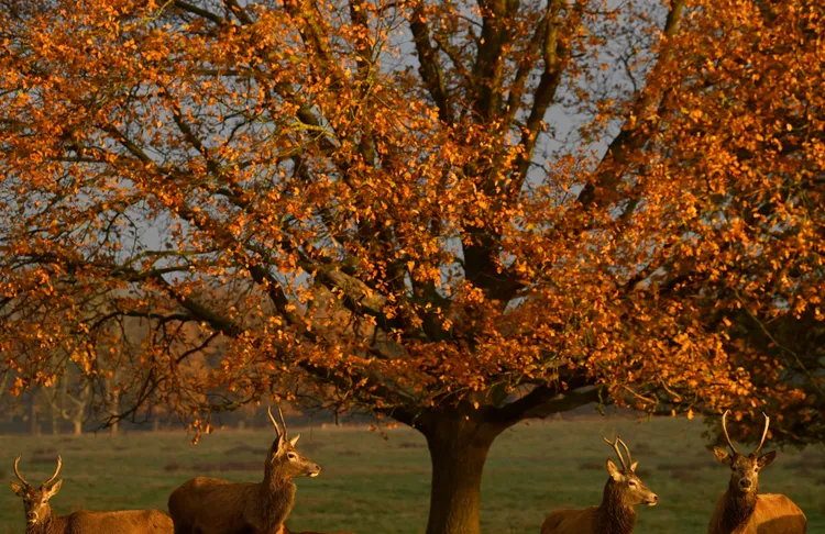 里奇蒙公園的鹿群。路透社
