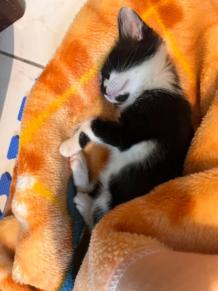 獲救的小貓。桃園警分局提供