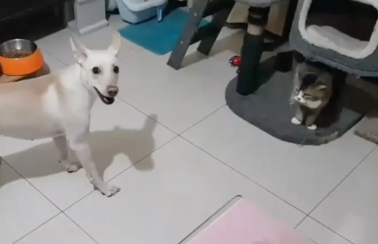 小虎那鄙視表情有夠滑稽 ಥ◡ಥ，如果換成一隻電動假老鼠，阿貓阿狗又會有什麼不同反應呢？。FB：李臻臻 提供