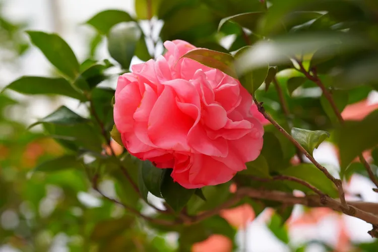 茶花產銷班栽種技術方面獨步全台，圖為茶花新品種「瑪莉公主」。市府提供