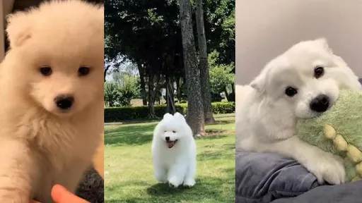 當牠舔著舌頭朝你奔襲 你被治療了還是其實想要逃