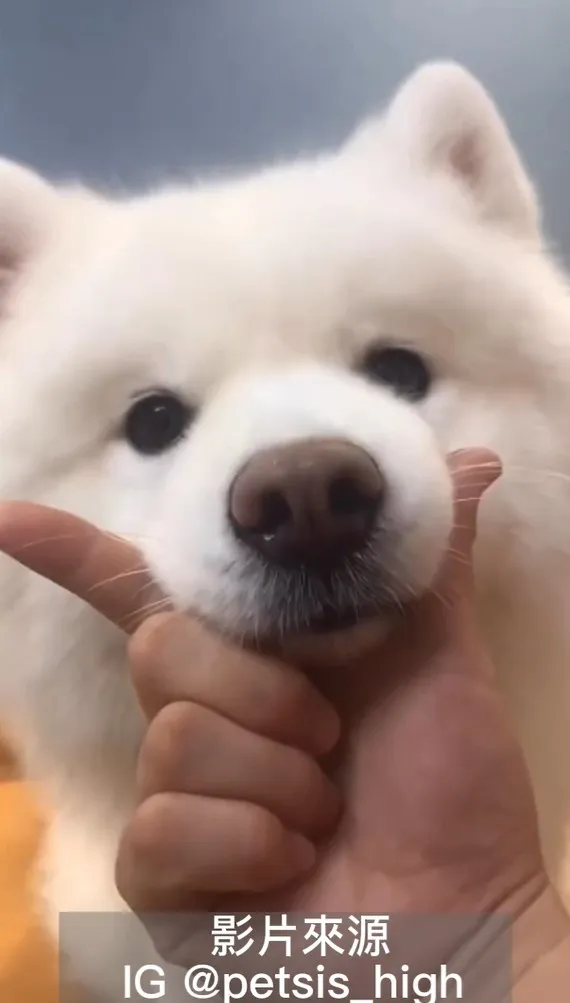 偶是不是很可愛，夏天的白雲，冬天的霜雪，秋天的棉花糖。IG @petsis_high 提供