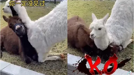 羊駝和驢子PK相撲誰會贏?以為要分勝負的超驚險瞬間 竟用這招逆轉了