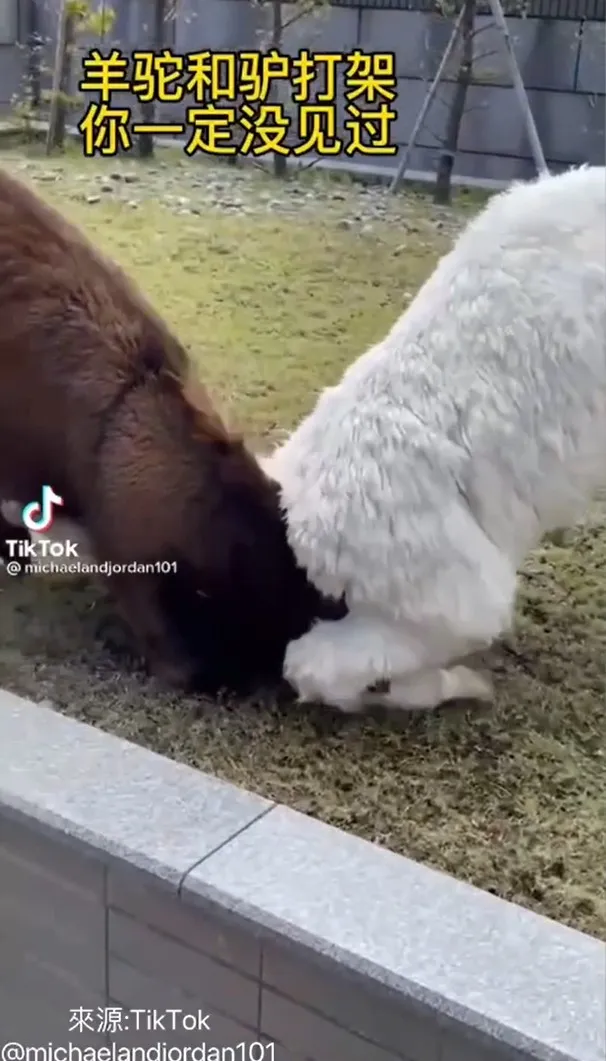 咦！我需要呼吸空氣氣。TikTok@michaelandjordan101 提供