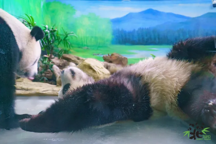 圓寶：媽~我晚上要自己睡了嗎？翻攝臉書「Taipei Zoo 臺北市立動物園」