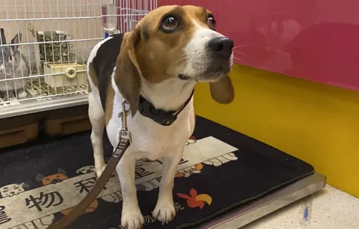 毛孩快車道逆向狂奔 女警快手「逮捕」用這招尋飼主