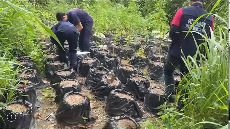 警方破獲位於台中太平山區的露天大麻園。翻攝畫面