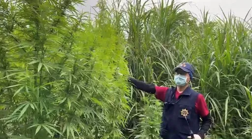 台中太平山區開闢露天大麻園 保三警破獲外籍生聯合移工販毒