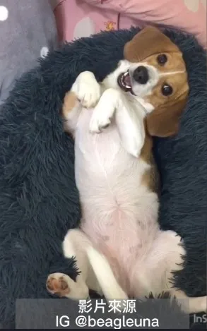 『清純女神巫娜』以優雅姿勢搭配這副「我什麼都不知道pose」的表情，是不是很想擄獲芳心。IG @beagleuna 提供