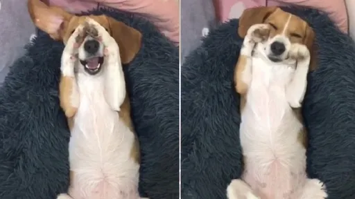 米格魯掩面賣萌!還會偷看鏡頭 古靈精怪汪星人惹憐愛