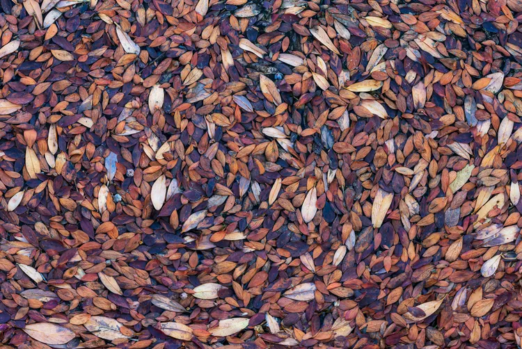 《小馬賽克》高山湖泊旁，小樹葉形成漩渦般型態，一時間靜止於斯，攝於懷俄明州。©Brent Clark／Natural Landscape Photography Awards