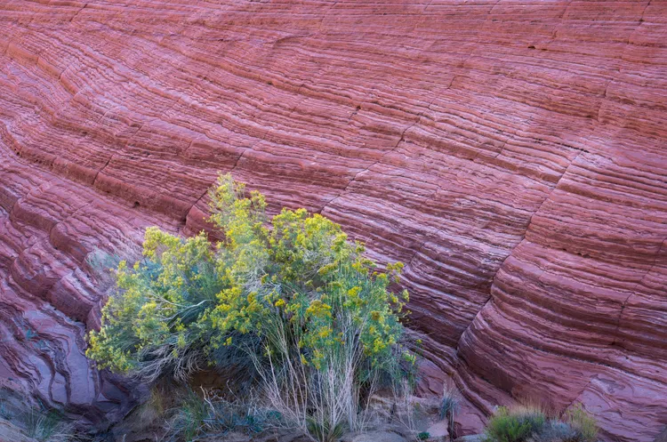 《照拂生命》金木菊和峽谷的砂岩壁一起創造、展現出美麗的色彩與型態。攝於猶他州。©Brent Clark／Natural Landscape Photography Awards