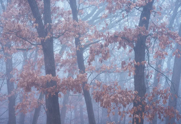 《物哀Mono No Aware》聖誕節前夕，一股不尋常的薄霧，讓葉子未落的橡樹身形更顯完美。攝於威斯康辛州。©Brent Clark／Natural Landscape Photography Awards