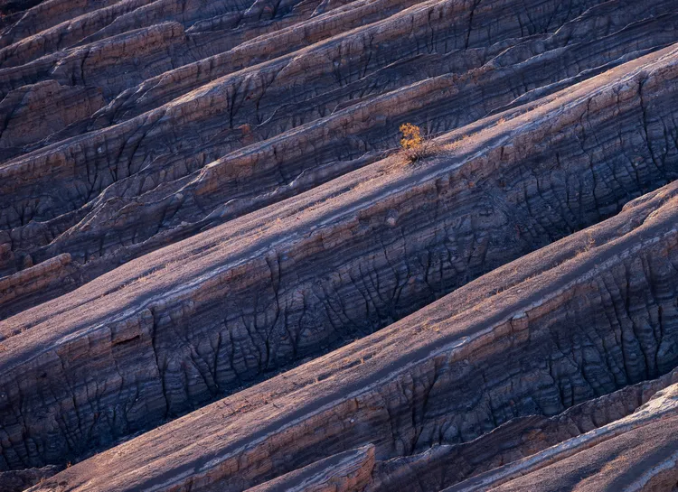 「年度攝影師」的克拉克所攝的《棲息》，一棵灌木孤零零地紮根於沙漠荒地。攝於加州。©Brent Clark／Natural Landscape Photography Awards
