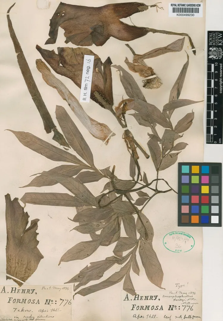 英國邱植物園自1894年保存至今的台灣魔芋模式標本。　翻攝邱植物園網頁