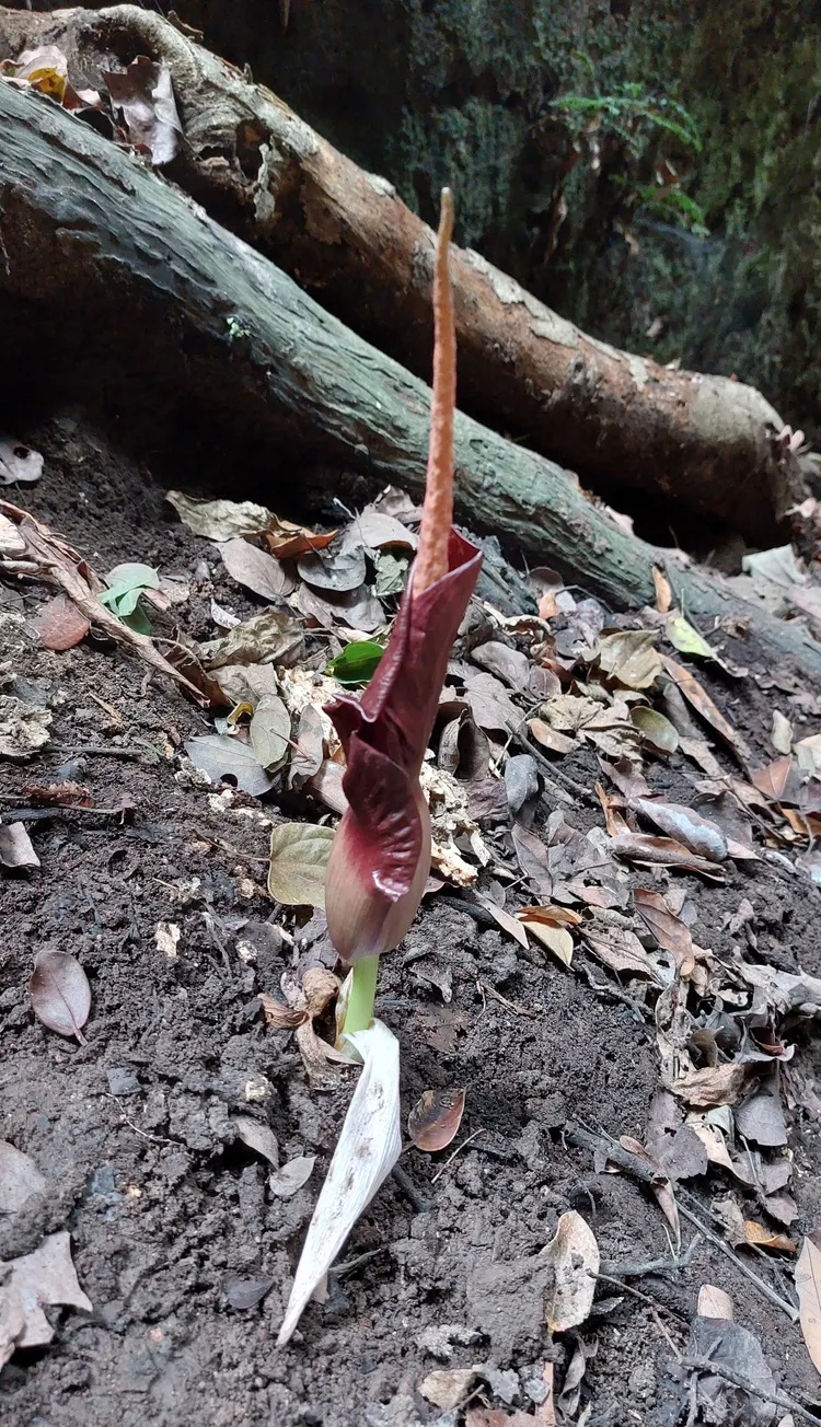 今年首見台灣魔芋冬天就開花。凃建豐攝