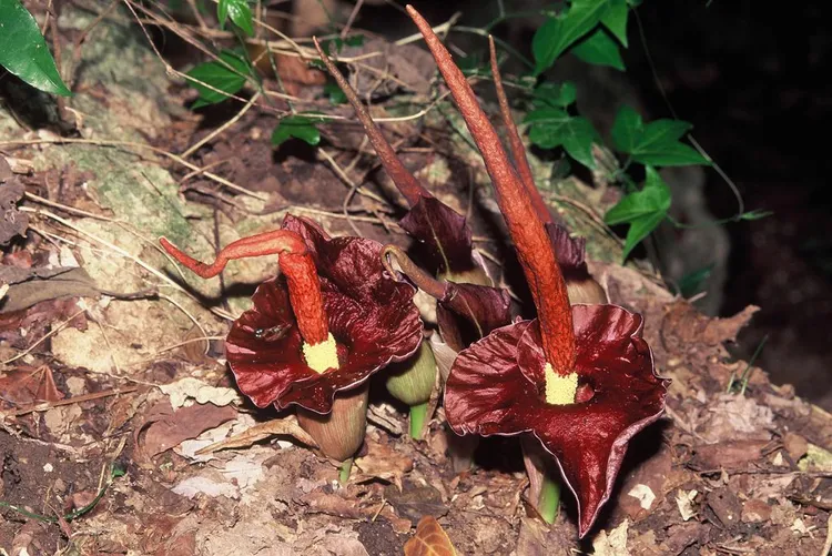 台灣魔芋屬天南星科，是柴山地區的特色植物。楊吉壽提供