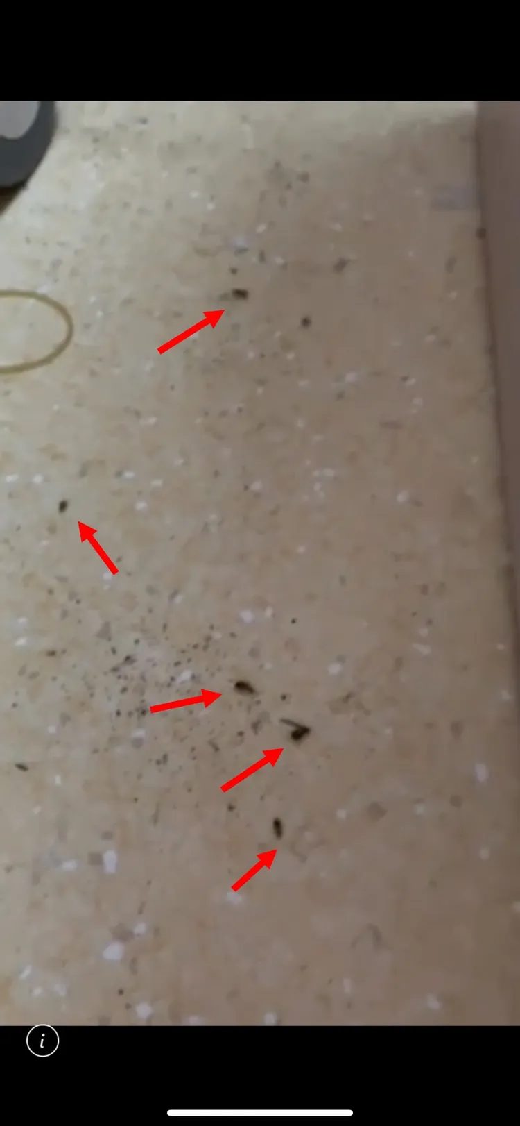 翁小姐所住病房裡有許多蟑螂在爬動。讀者提供