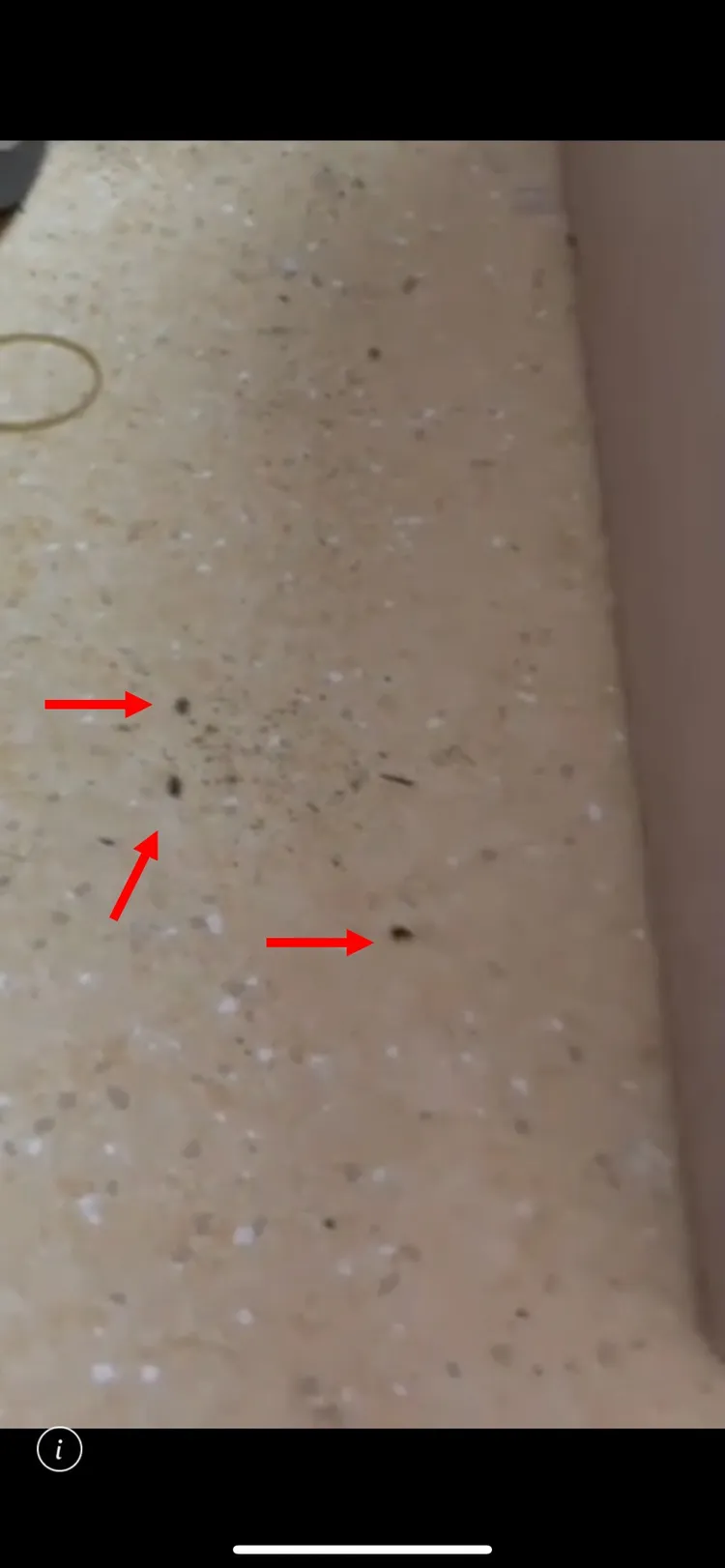 翁小姐所住病房裡有許多蟑螂在爬動。讀者提供