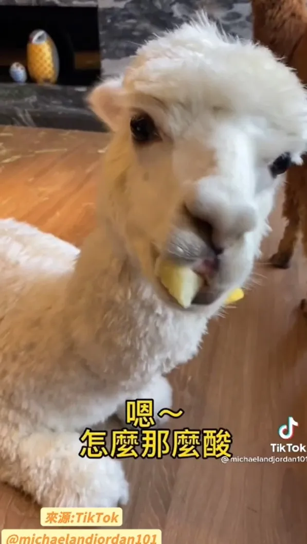 我無法駕馭檸檬，媽媽下次別再拿給我吃了！TikTok@michaelandjordan101 提供
