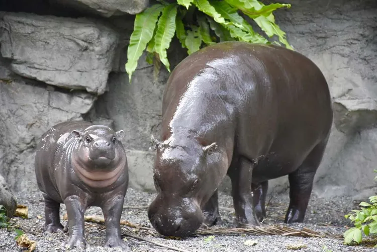 壽山動物園明天重新開園，許多民眾已迫不及待要前往。高市府提供