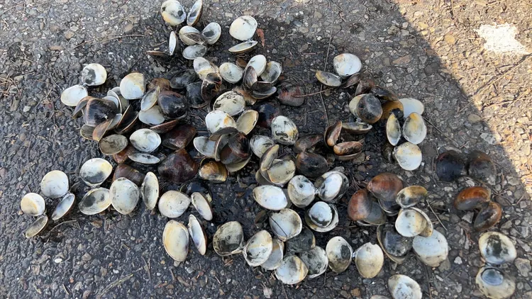 文蛤因突來暖冬影響水溫過高，再加上養殖戶投料過多，造成水質惡化死亡。魏嘉良攝
