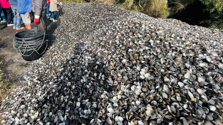 死亡文蛤堆積魚塭旁已成數座小山。魏嘉良攝