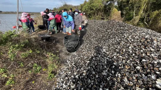 雲林台西文蛤離奇暴斃原因找到 水暖飼料多「全數髒死」