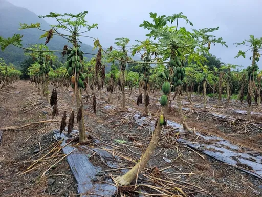 花蓮瑞穗鄉木瓜豪雨受損 現金救助!農委會:受理期限至12/12止