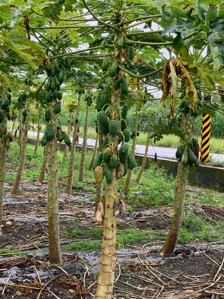 瑞穗鄉木瓜植株受災情形。花蓮縣政府提供