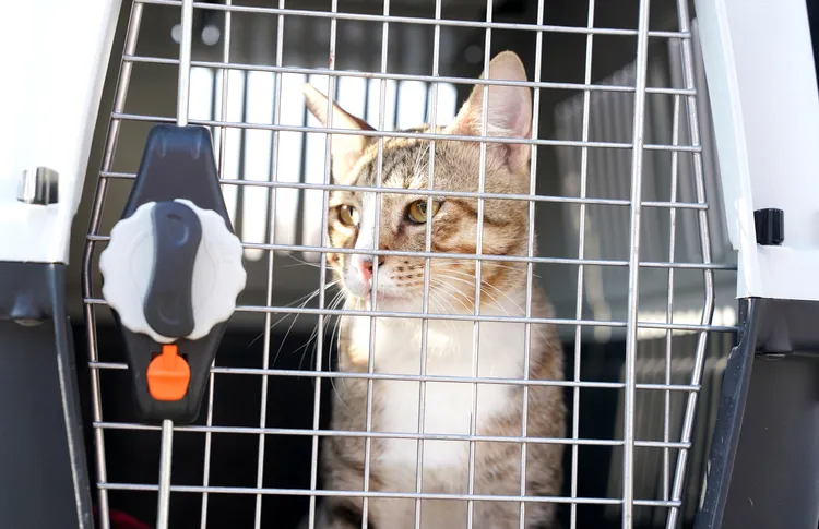 英格蘭球員華克與史東斯在卡達領養流浪貓戴夫。路透社資料照片