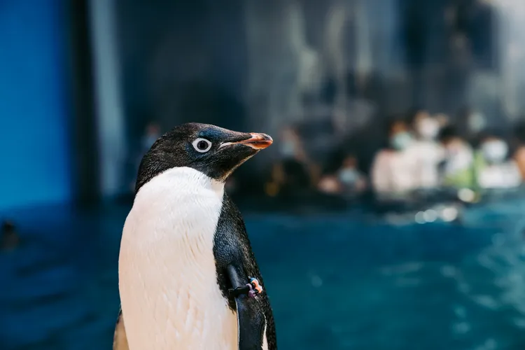 阿德利企鵝。屏東海生館提供