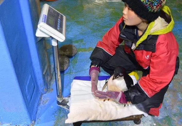 館方每年為企鵝例行健檢。屏東海生館提供