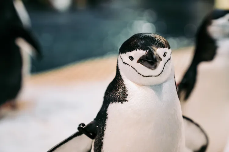 頰帶企鵝。屏東海生館提供