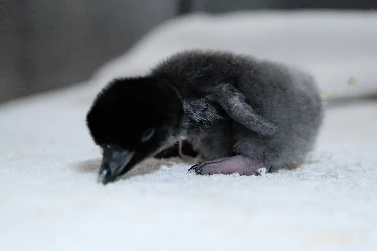 孵化的雛企鵝。屏東海生館提供