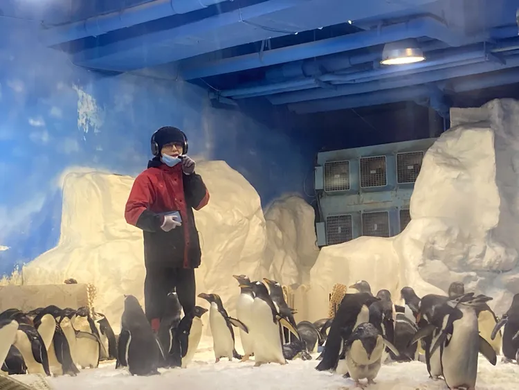 館內企鵝只要餵食時間到，飼育人員進入，不少企鵝就引頸企盼。陳宏銘攝