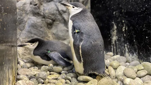 獨家|海生館36隻企鵝待售!揭密飼養條件:月吃萬元秋刀魚、0°C最開心