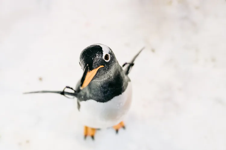 巴布亞企鵝。屏東海生館提供