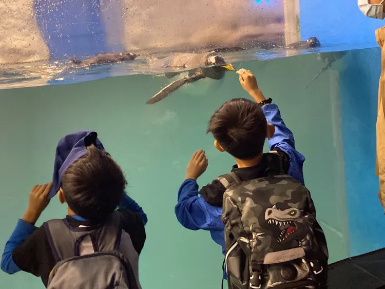 企鵝和人互動。陳宏銘攝