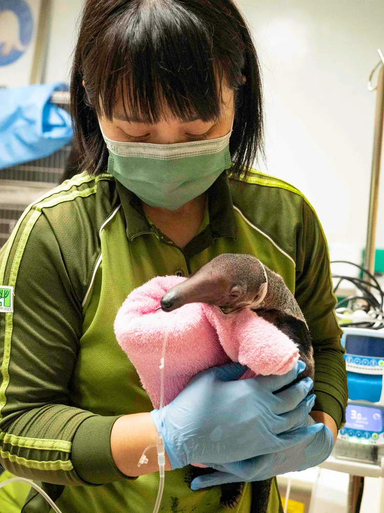 大食蟻獸口袋莎母女接連過世，寶寶取出就無法自主呼吸。動物園提供