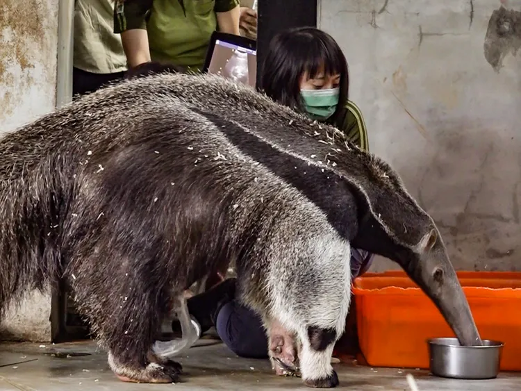 大食蟻獸口袋莎12月初因難產死亡。動物園提供