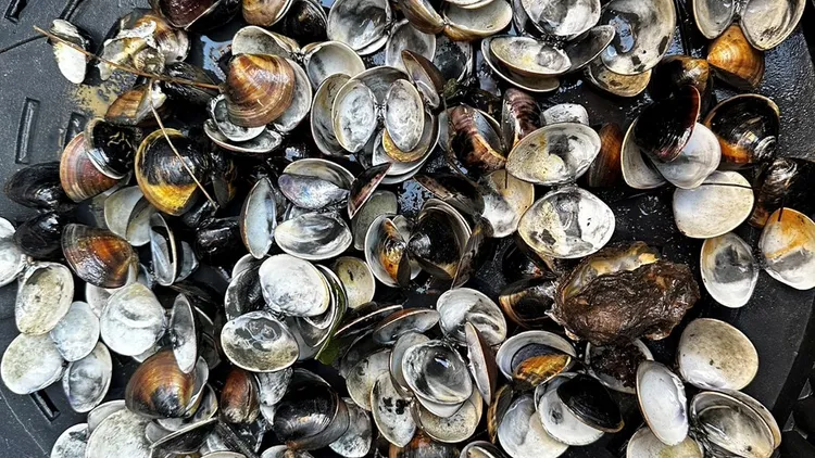 台西文蛤損失慘重，近4天收成僅撈出大量空殼。魏嘉良攝