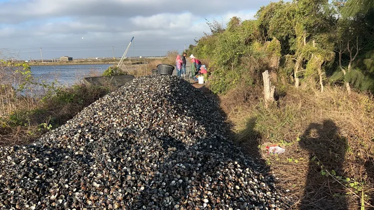 魚塭旁一座座蚌殼小山，全都是空包彈文蛤。陳文求提供