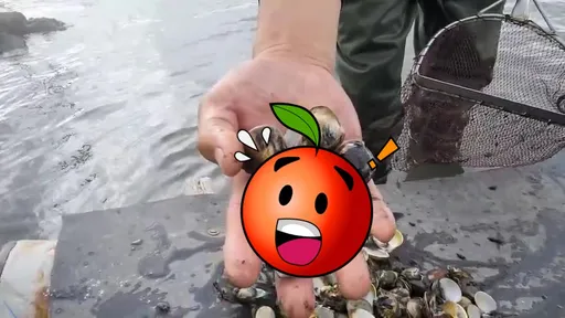 沒寒流颱風卻全部「空包彈」 台西文蛤今年只收2成!年菜要貴了