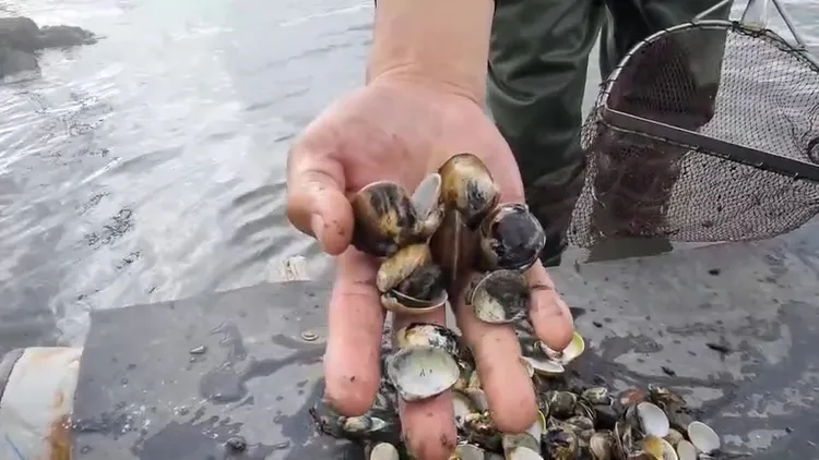今早魚塭撈出文蛤幾乎全數死亡，只剩兩片蚌殼。魏嘉良攝