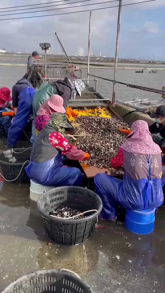 業者無奈收成慘賠仍然得花錢大量僱工捕撈空包彈文蛤。陳文求提供