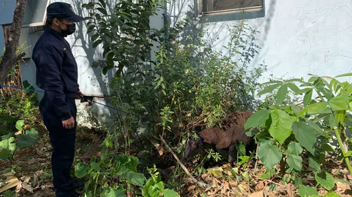 不是為了羊肉爐!平安夜頂著10度低溫 5警追捕迷途羔「羊」