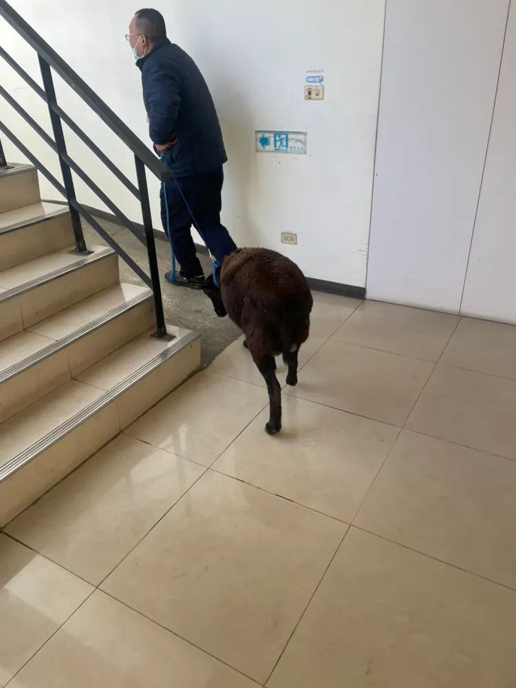 警方將羊隻套上圈繩，並暫時安置於派出所。警方提供