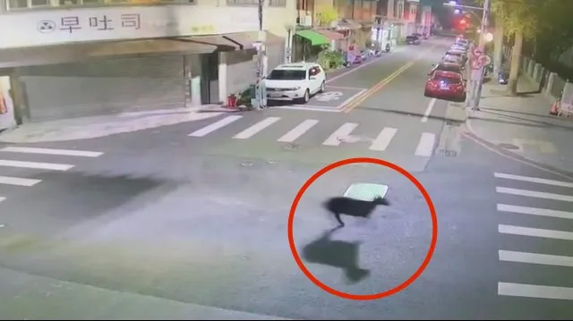 埔里大街上突然出現一隻迷途羔羊，驚慌失措的四處奔跑。警方提供